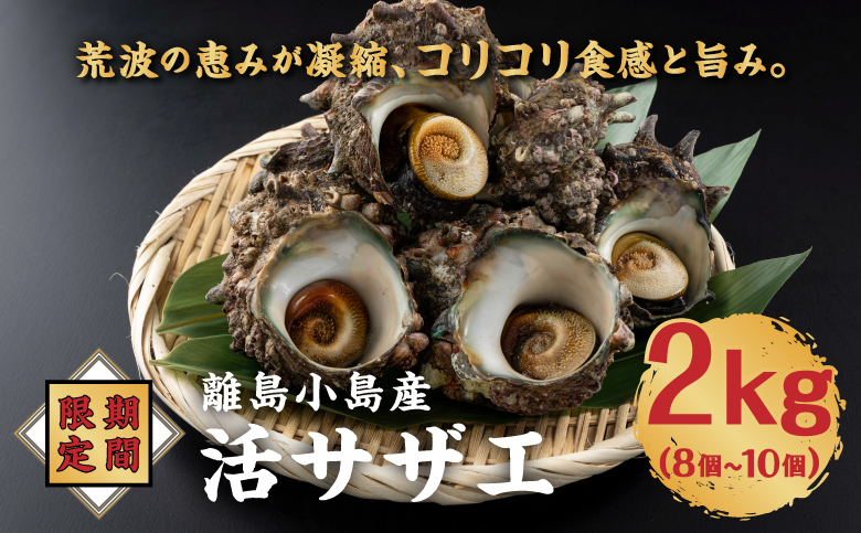 【期間限定】離島小島産 活サザエ ２kg 大きいサイズ 8個～10個 冷蔵 濃厚 海鮮 北海道 特産品 新鮮 刺身 焼き物 つぼ焼き バター炒め 炊き込みご飯 お取り寄せ 松前町 MATO001