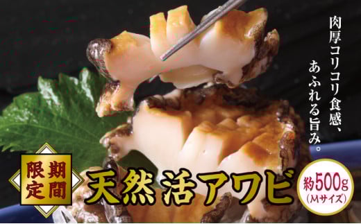 活アワビ約500g MサイズMATB008