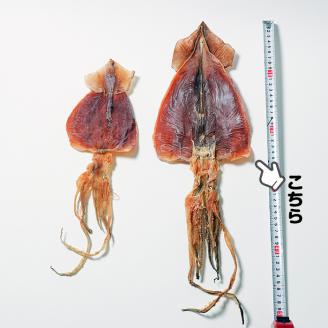 大羽するめ 4～5号 15枚セットFKK003