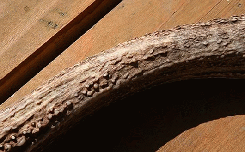 福島町産　エゾシカの角（中サイズ） FKB007