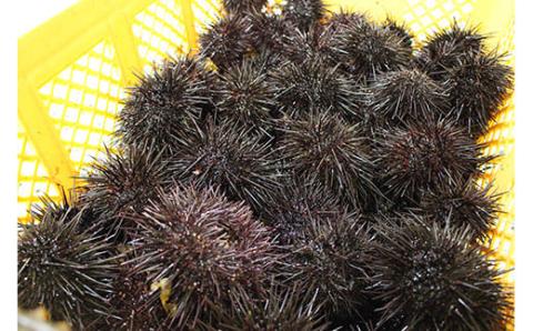 【先行予約】令和8年5月下旬より順次発送《数量限定》北海道福島町　キタムラサキウニ　塩水ウニパック　100×2パック FKF001