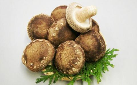 福島町特産・特選「横綱椎茸」500g FKG001