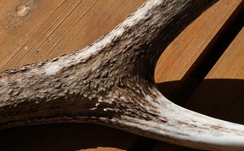 福島町産　エゾシカの角（中サイズ） FKB007