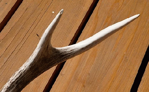 福島町産　エゾシカの角（中サイズ） FKB007