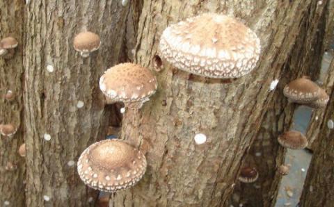 福島町特産・特選「横綱椎茸」500g FKG001