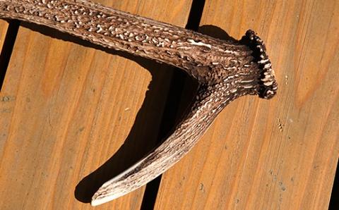 福島町産　エゾシカの角（中サイズ） FKB007