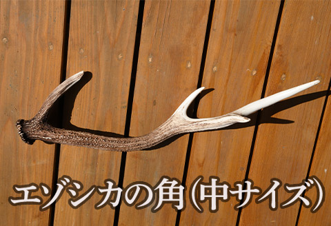 福島町産　エゾシカの角（中サイズ） FKB007