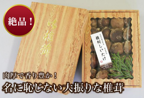 福島町特産・特選「横綱椎茸」500g FKG001