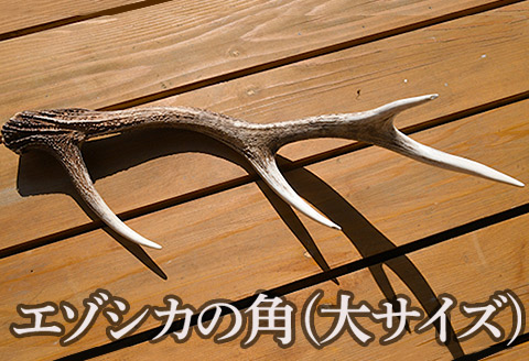 エゾシカの角（大サイズ）１本 FKB008
