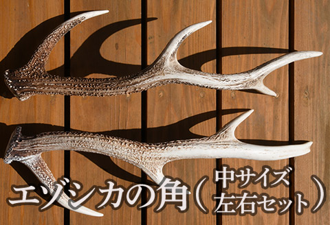 エゾシカの角（中サイズ、左右セット） FKB009