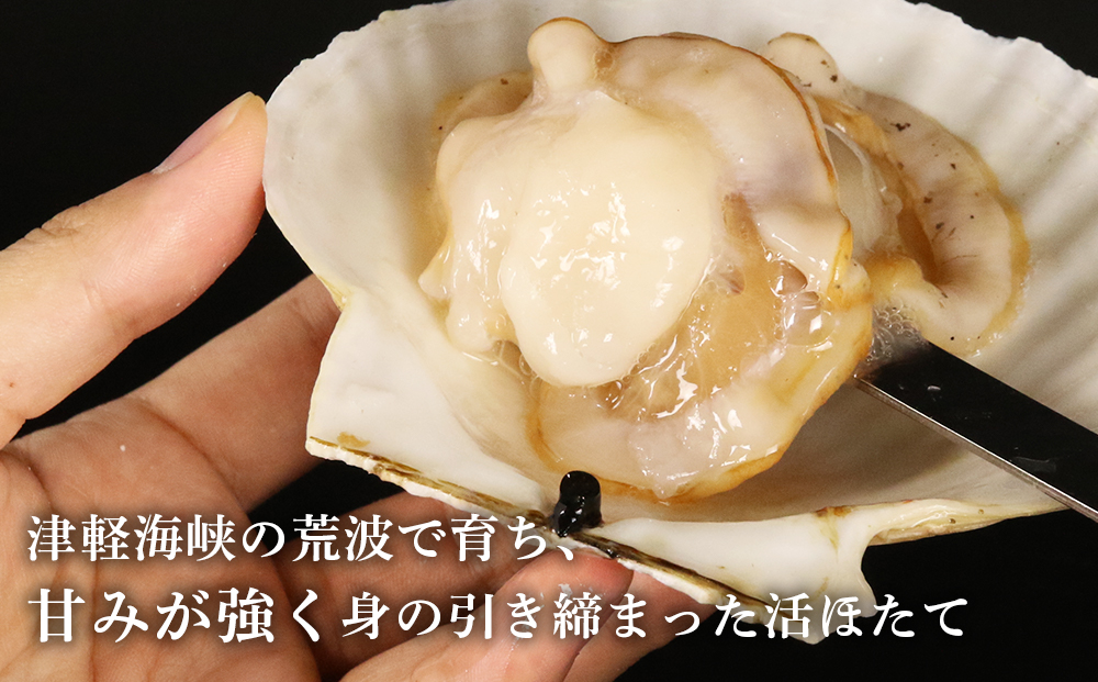 活ほたて 約5kg 25～30枚前後 【上磯郡漁業協同組合】