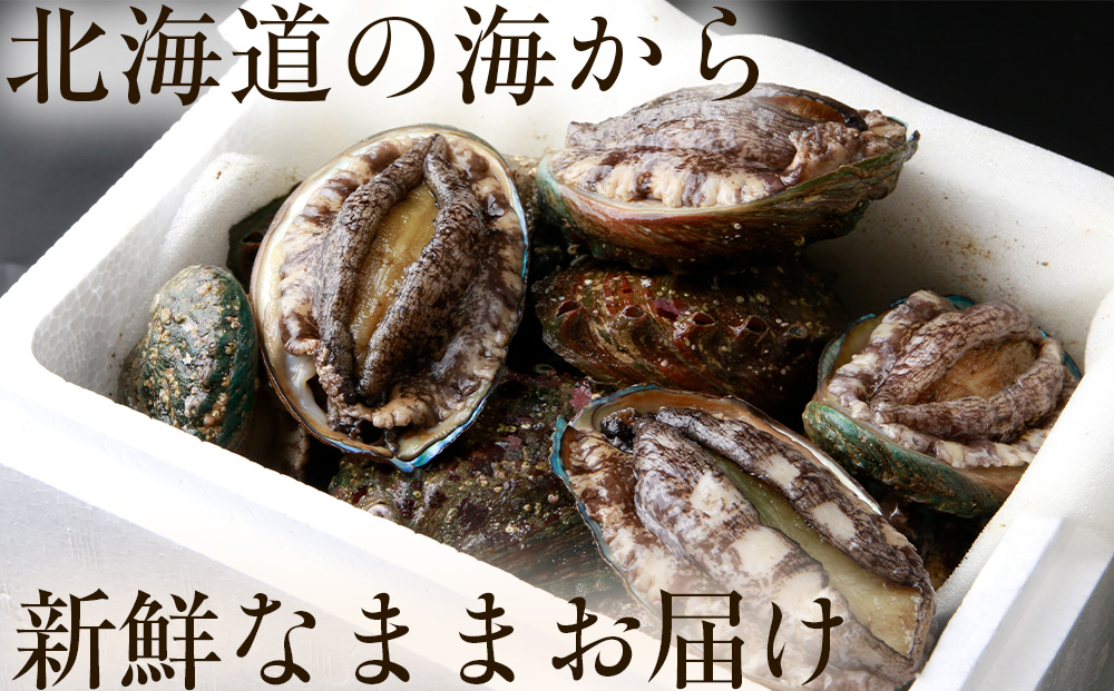 北海道 知内産 天然活あわび約500g（M～L詰め合わせ）≪上磯漁業協同組合≫
