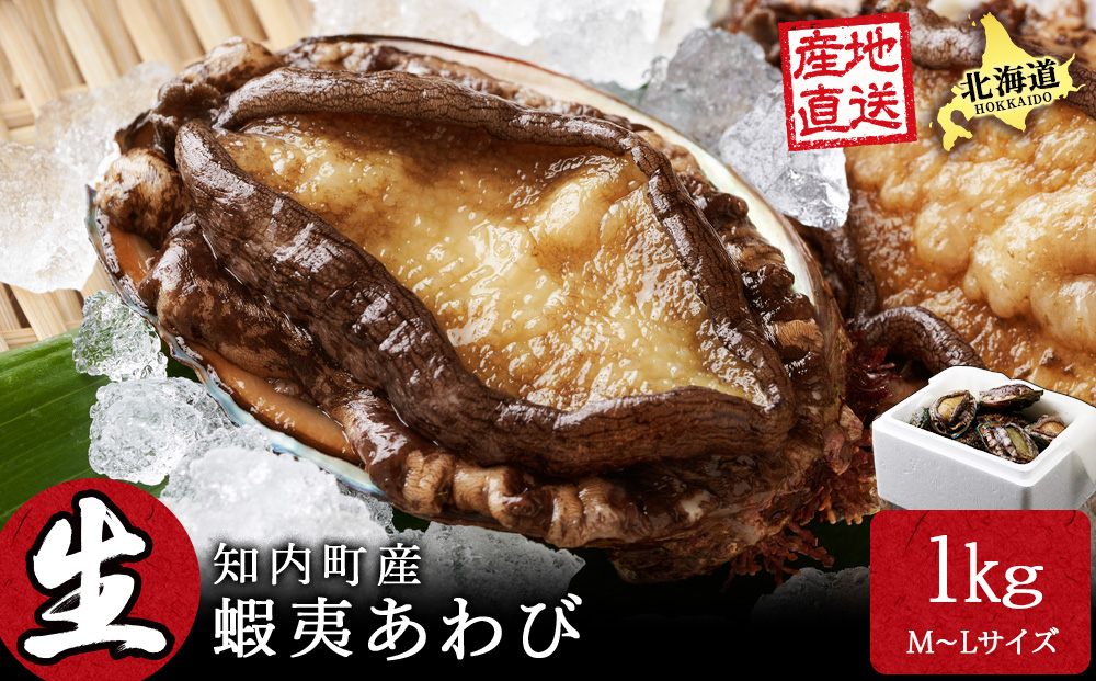北海道 知内産 天然かつあわび約1kg（M～L詰め合わせ）≪上磯漁業協同組合≫