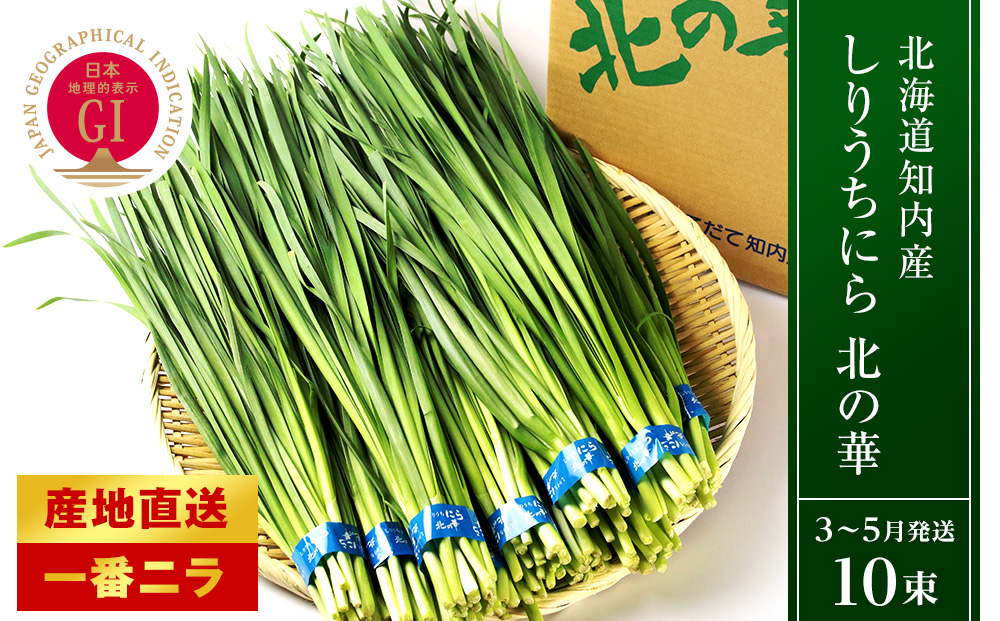 【2026年発送予約】 しりうちにら北の華 10束【JA新はこだて】