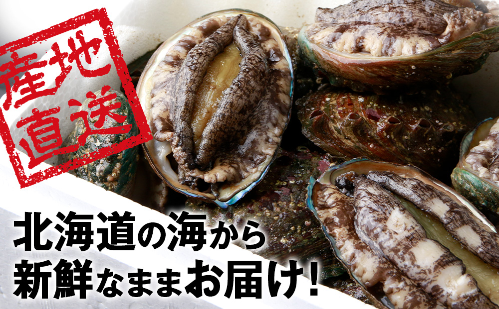 【2026年10月以降発送】活あわび500g 木古内産