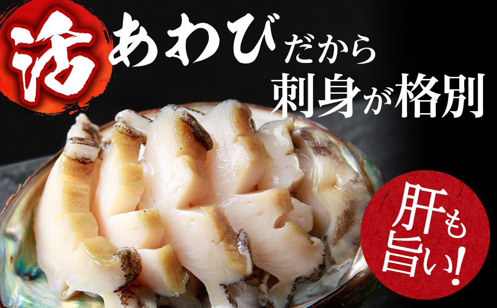 【2026年10月以降発送】活あわび500g 木古内産