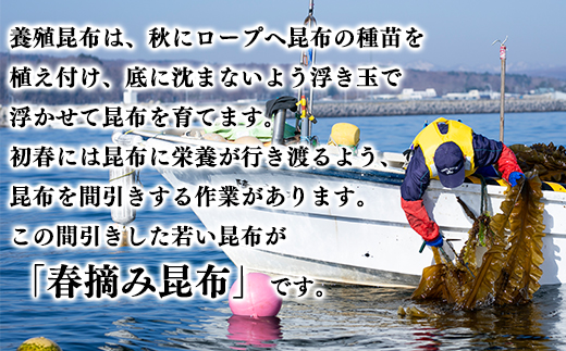 【北海道鹿部町産】白口浜真昆布 春摘み 250g（50g×5）真昆