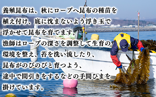 【北海道鹿部町産】養殖 白口浜真昆布 500g (100g×5) 真昆布