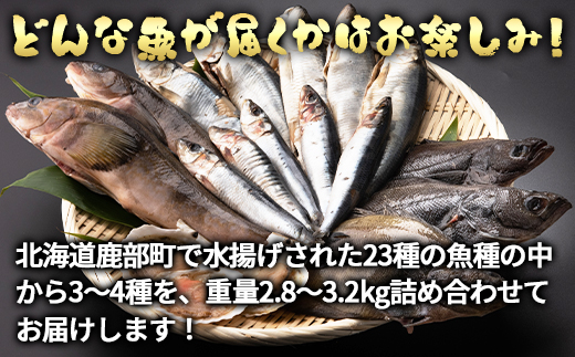 【定期便】北海道産 訳あり 冷凍鮮魚セット Ｌサイズ 2.8～3