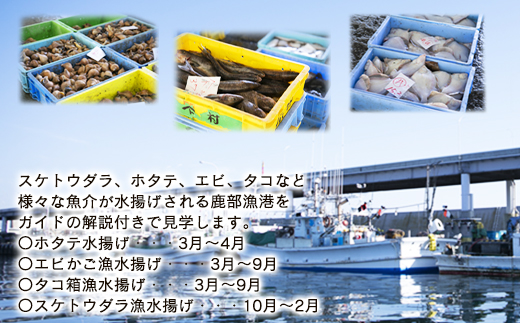 【お土産付き】鹿部漁港見学体験 2名様分 根昆布だし お土