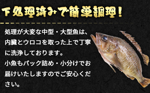 【定期便】北海道産 訳あり 冷凍鮮魚セット Ｌサイズ 2.8～3