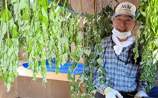 タラノキ茶 18g (1.5g×12包) お茶 茶葉 ティーパック 健康茶