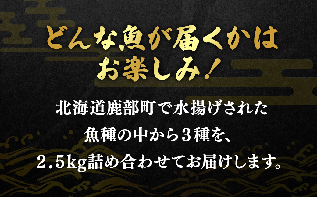 訳あり 北海道 冷凍鮮魚切り身3種セット 約2.5kg 鮭 サクラマ