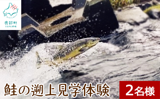 鮭の遡上見学体験 2名様分 道の駅しかべ間歇泉公園 入園券