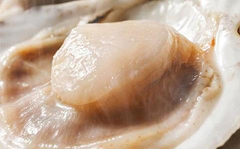 北海道近海産ほたて片貝64枚～80枚のセット＜海鮮問屋　株式会社　瑞宝＞ 森町 ほたて 帆立 ホタテ 海産物 魚貝類 ふるさと納税 北海道 mr1-0061