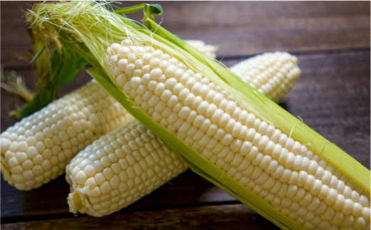 【先行予約】15本 白い とうもろこし ホワイトコーン L～2L（2026年7月下旬～9月中旬までに順次お届け）北海道産 森町産 トウモロコシ とうきび 野菜 やさい 甘い 朝もぎ mr1-0144