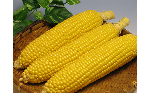 【先行予約】【数量限定】北海道森町産スイートコーン（イエロー）20本（2026年7月上旬～9月中旬頃に順次お届け）とうもろこし トウモロコシ とうきび 野菜 やさい 北海道 ふるさと納税 森町 mr1-0146