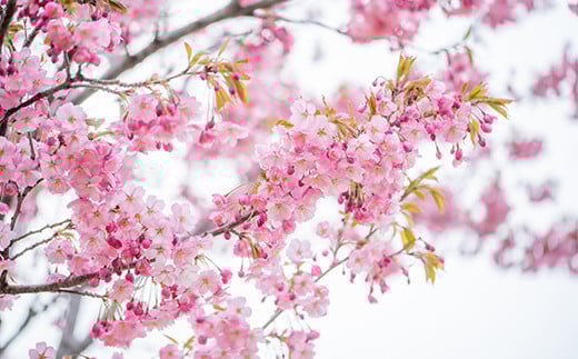 【返礼品なし】北海道森町 もりまち応援寄附金 10,000円 ＜北海道森町＞ 北海道 森町 mr1-0271