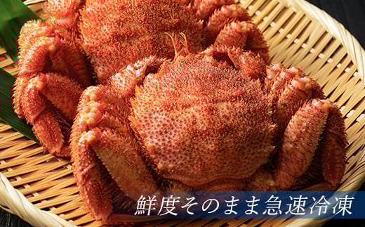 北海道・噴火湾産冷凍ボイル毛ガニ約500g前後×2尾 ＜海鮮問屋　株式会社　瑞宝＞ かに カニ 蟹 ガニ がに 森町 ふるさと納税 北海道 毛蟹 毛かに 毛ガニ 毛カニ mr1-0949