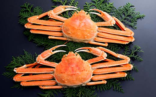 ずわいがに（550g～650g） 2尾入り 北海道森町水揚げ かに カニ 蟹 ガニ がに 森町 ふるさと納税 北海道 ずわいかに ズワイガニ mr1-0921