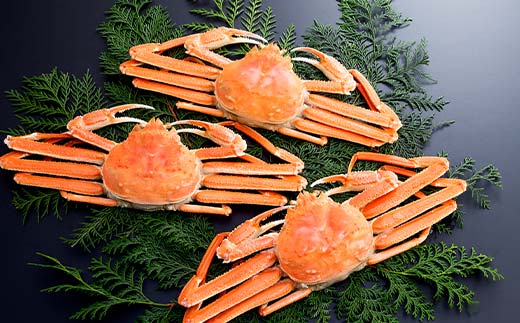 ずわいがに（550g～650g） 3尾入り 北海道森町水揚げ かに カニ 蟹 ガニ がに 森町 ふるさと納税 北海道 ずわいかに ズワイガニ mr1-0922