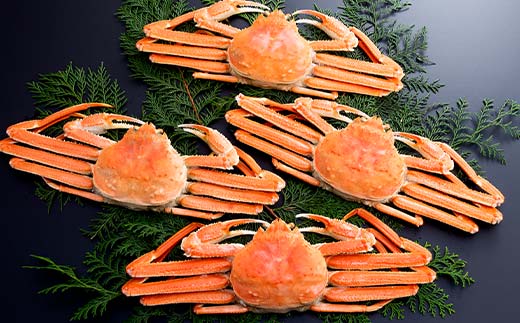 ずわいがに（550g～650g） 4尾入り 北海道森町水揚げ かに カニ 蟹 ガニ がに 森町 ふるさと納税 北海道 ずわいかに ズワイガニ mr1-0923