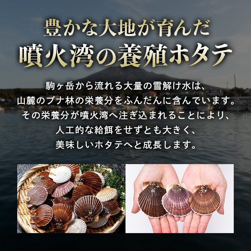 【訳あり】北海道・噴火湾産冷凍ベビーボイルほたて（サイズ不選別品）1kg（500g×2）＋噴火湾産ホタテ稚貝300g 噴火湾 ホタテ ベビーホタテ ほたて 帆立 mr1-1170