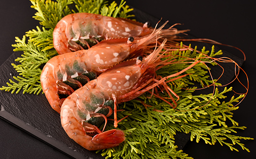 北海道噴火湾産 刺身用 子持ちボタンエビ 500g(9尾~10尾) 北海道産 えび エビ 海老 ぼたんえび ボタンエビ 牡丹エビ 刺身 子持ち 海鮮 冷凍 mr1-1265