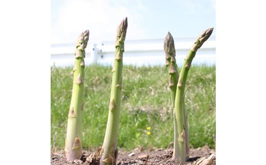 【先行予約】北海道森町産 グリーンアスパラL～2Lサイズ2kg （2026年4月下旬頃～7月上旬頃順次発送）＜道産ネットミツハシ＞ 北海道産 アスパラガス アスパラ 野菜 旬 ふるさと納税 mr1-0812