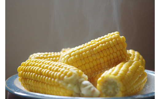 【先行予約】【数量限定】北海道森町産スイートコーン（イエロー）20本（2026年7月上旬～9月中旬頃に順次お届け）とうもろこし トウモロコシ とうきび 野菜 やさい 北海道 ふるさと納税 森町 mr1-0146