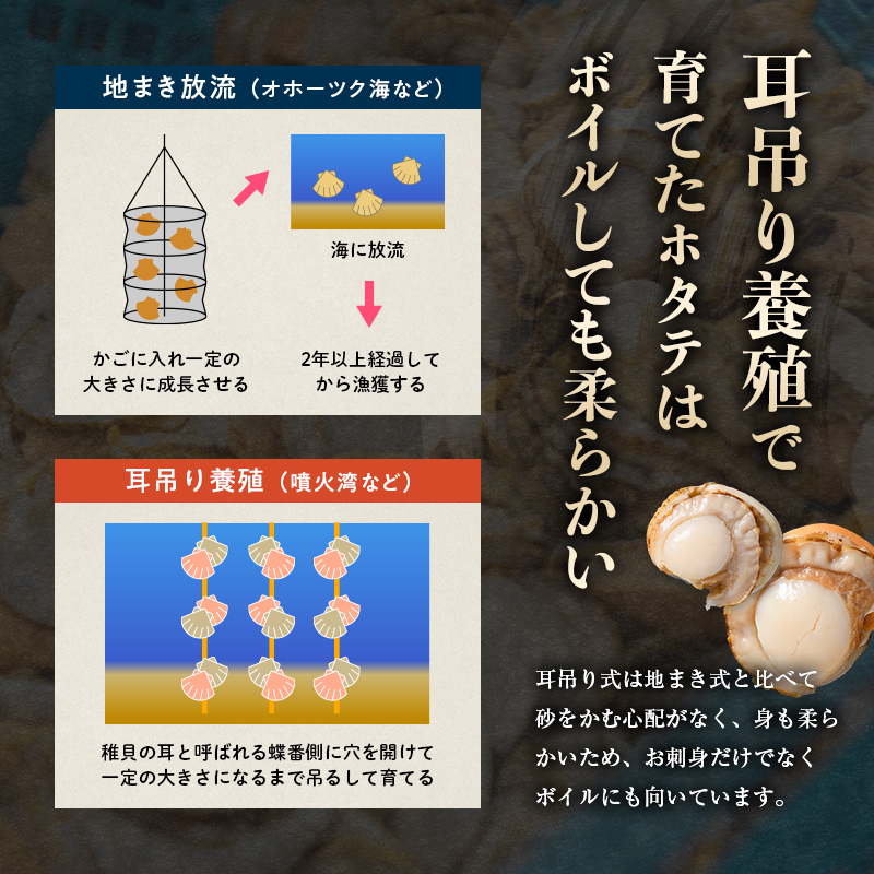 【訳あり】北海道噴火湾産蒸しほたて 800g サイズ不選別 ＜カネキチ澤田水産＞ 森町 ほたて 帆立 ホタテ 海産物 魚貝類 ふるさと納税 北海道 mr1-0927