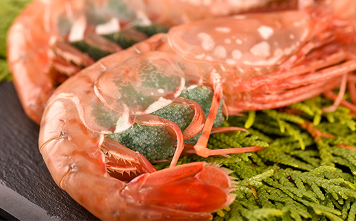 北海道噴火湾産 刺身用 子持ちボタンエビ 500g(12尾~15尾) 北海道産 えび エビ 海老 ぼたんえび ボタンエビ 牡丹エビ 刺身 子持ち 海鮮 冷凍 mr1-1266