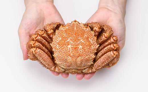 北海道噴火湾産「カネキチ」浜ゆで毛がに2尾入（約570～600ｇ）＜カネキチ澤田水産＞ かに カニ 蟹 ガニ がに 森町 ふるさと納税 北海道 毛蟹 毛かに 毛ガニ 毛カニ mr1-0012