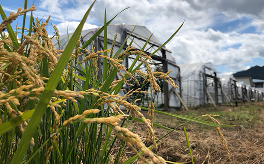 令和7年産 新米 ゆめぴりか 5kg 米 北海道森町濁川産 精米（10月上旬以降順次発送） 森町 こめ お米 米 白米 ゆめぴりか 北海道米 北海道産 北海道 mr1-1155