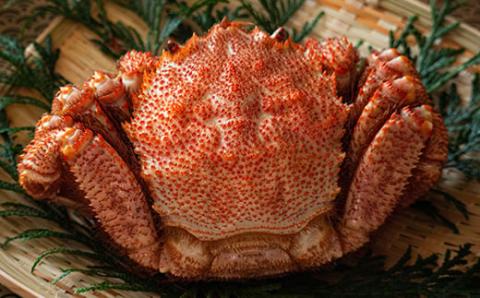 前浜茹で毛がに3尾（約380～440g） ＜株式会社 鳥潟＞ かに カニ 蟹 ガニ がに 森町 北海道 毛蟹 毛かに 毛ガニ 毛カニ 北海道 ズワイカニ ズワイ蟹 ズワイガニ mr1-0153