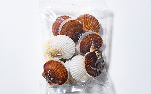 【訳あり】北海道・噴火湾産冷凍ベビーボイルほたて（サイズ不選別品）1kg（500g×2）噴火湾 ホタテ ベビーホタテ ほたて 帆立 mr1-1224