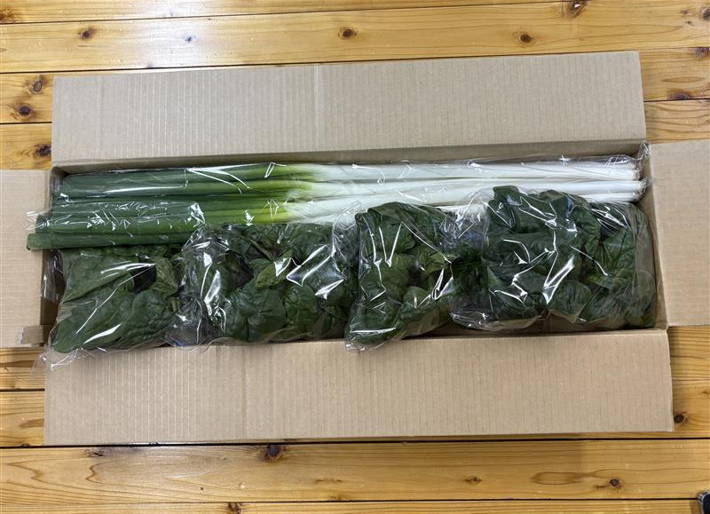 【先行予約】八雲産軟白ねぎ1kg+寒ちぢみほうれん草800gセット(2025年12月中旬以降発送開始予定) 【 野菜 ネギ ホウレン草 やさい ホウレンソウ 葉物野菜 北海道 旭川市 】