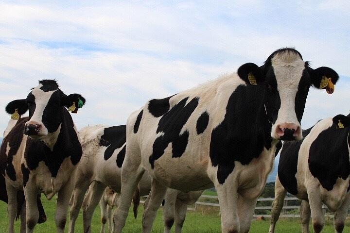 北海道八雲百花はちみつ780g(130g×6本)【ハチミツ はちみつ 蜂蜜 セット 百花はちみつ 百花密 ハニー 食品 お取り寄せ お取り寄せグルメ 八雲町 北海道 】