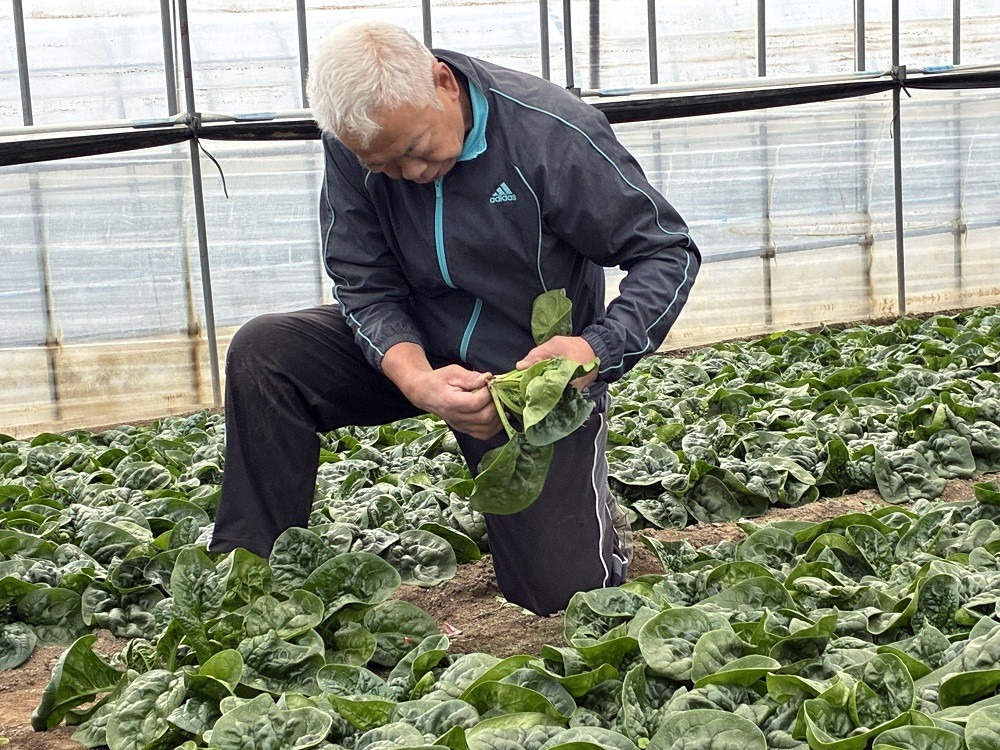 【先行予約】八雲産軟白ねぎ1kg+寒ちぢみほうれん草800gセット(2025年12月中旬以降発送開始予定) 【 野菜 ネギ ホウレン草 やさい ホウレンソウ 葉物野菜 北海道 旭川市 】