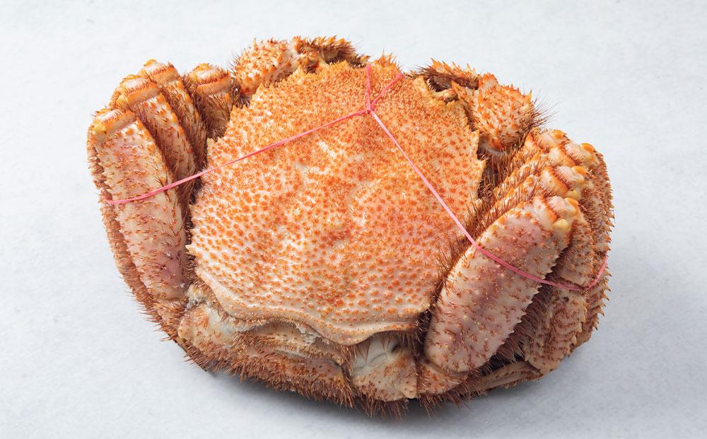 先行予約【厳選三特品】北海道産近海毛ガニ800g前後×5尾 2025年9月上旬発送開始予定【 毛がに 北海道 かに 蟹 かにみそ 小分け 毛蟹 八雲 海産物 魚介類 水産物応援 水産物支援   】